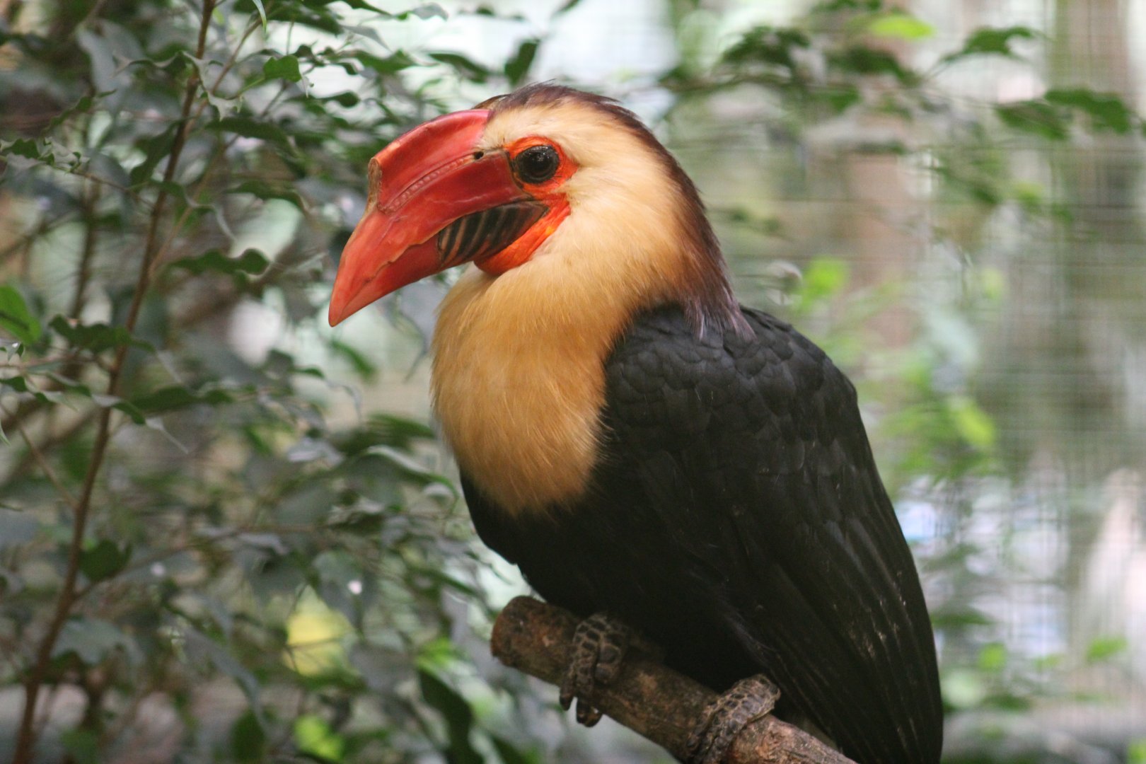 Mindanao Wrinkled Hornbill