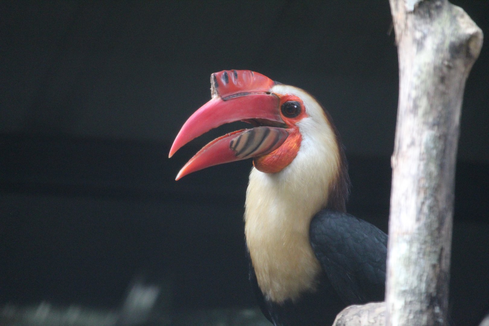 Mindanao writhed hornbill (Rhabdotorrhinus leucocephalus)