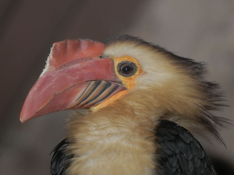 Mindanao Writhed Hornbill
