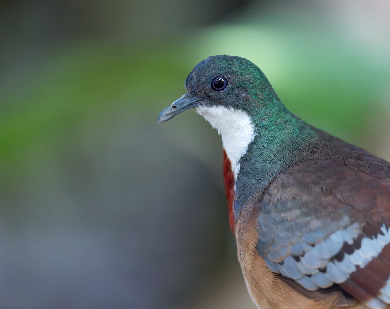 Mindano bleeding heart dove, CWP, UK