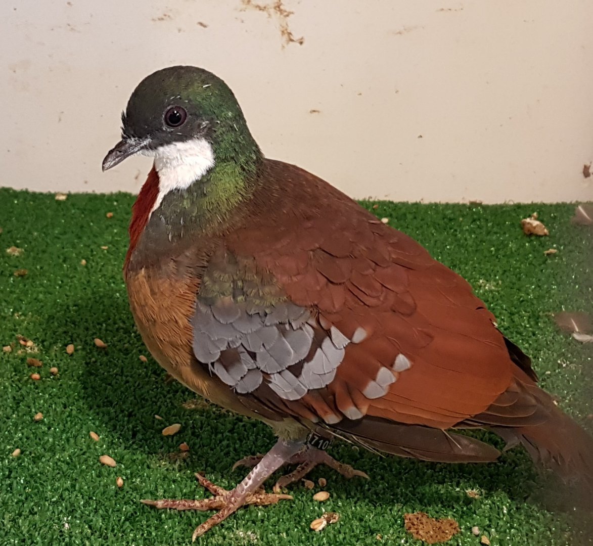 Mindano bleeding-heart