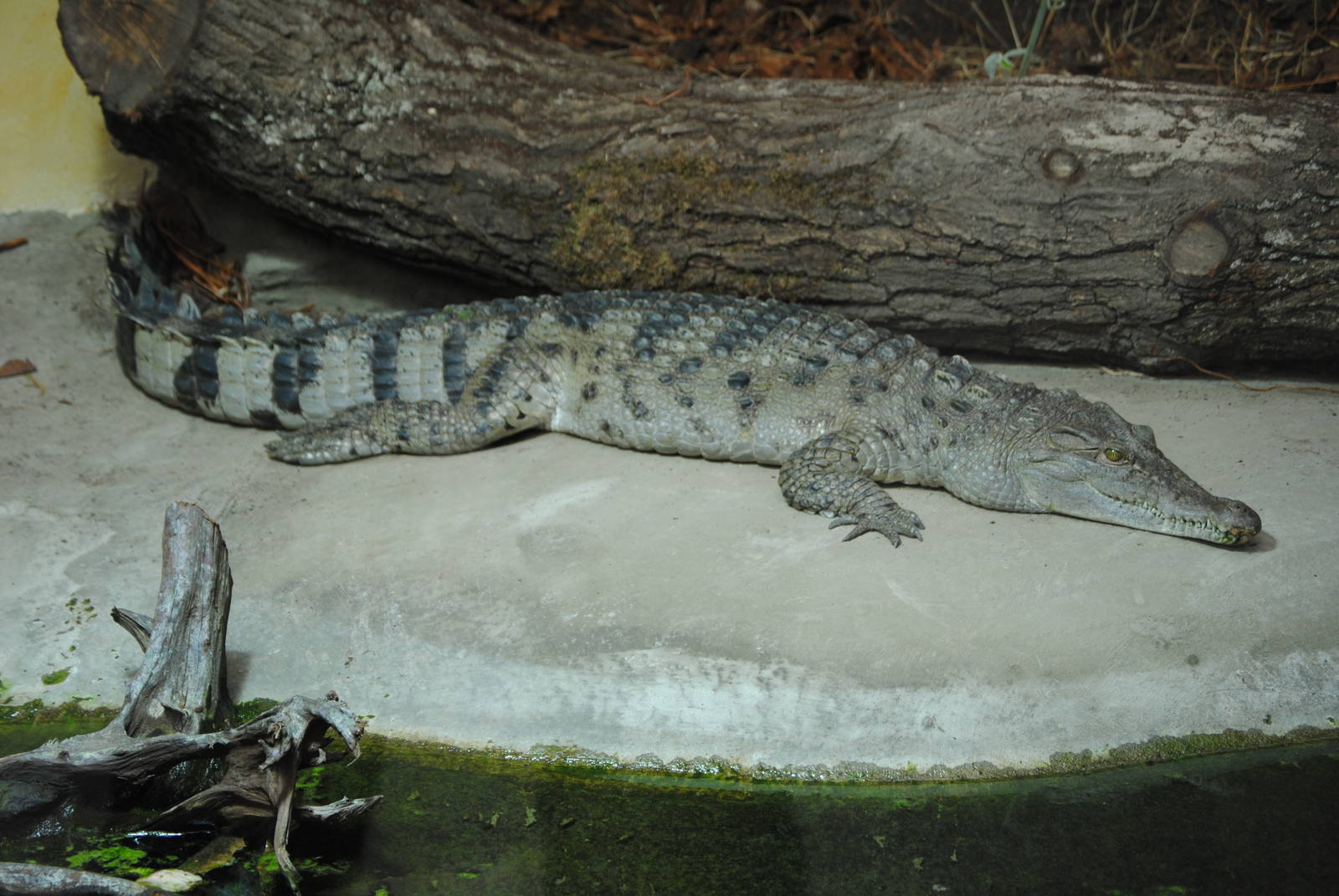 Mindoro crocodile