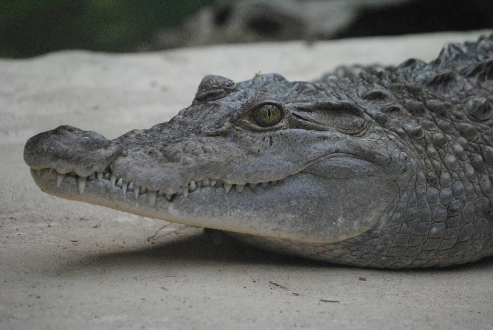 Mindoro crocodile