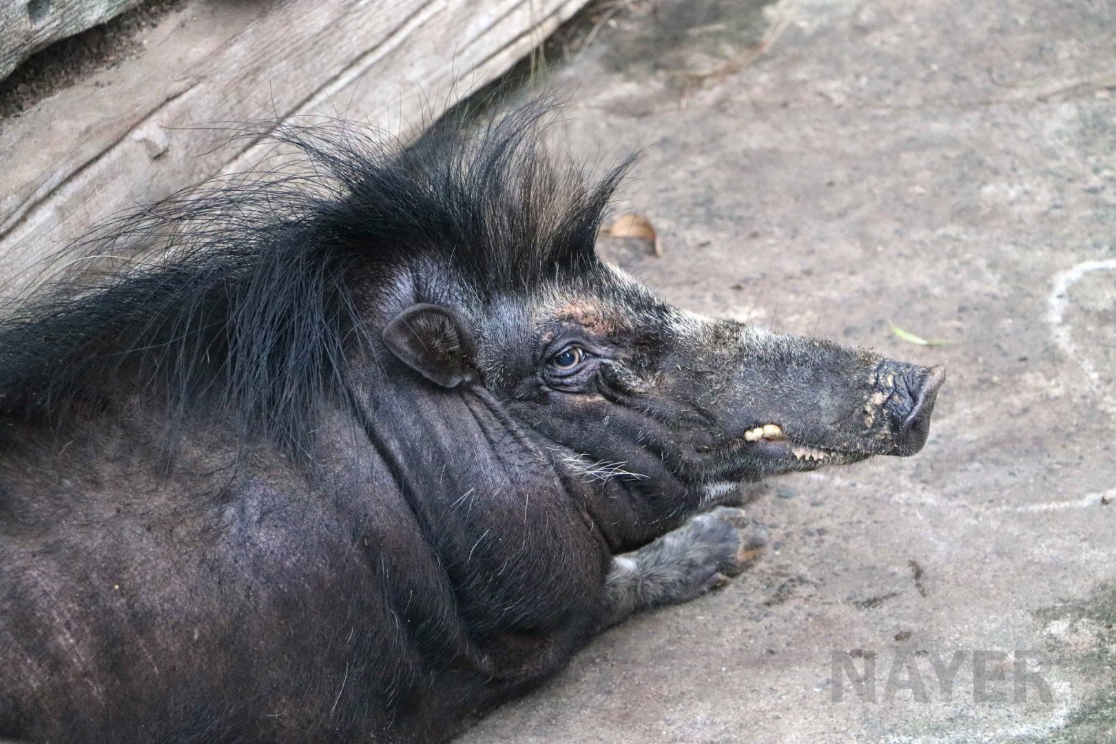 Mindoro warty pig, July 2016