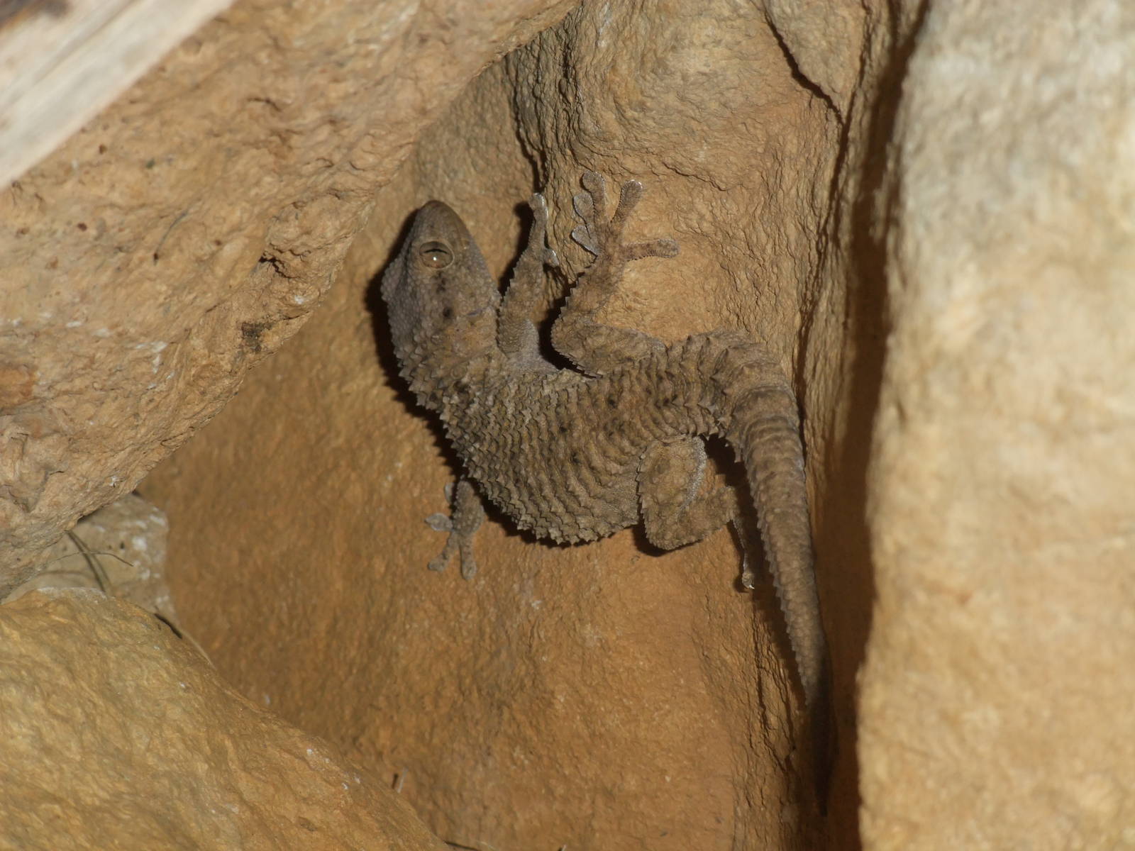 Mindy Gecko at London Zoo Jan 2009