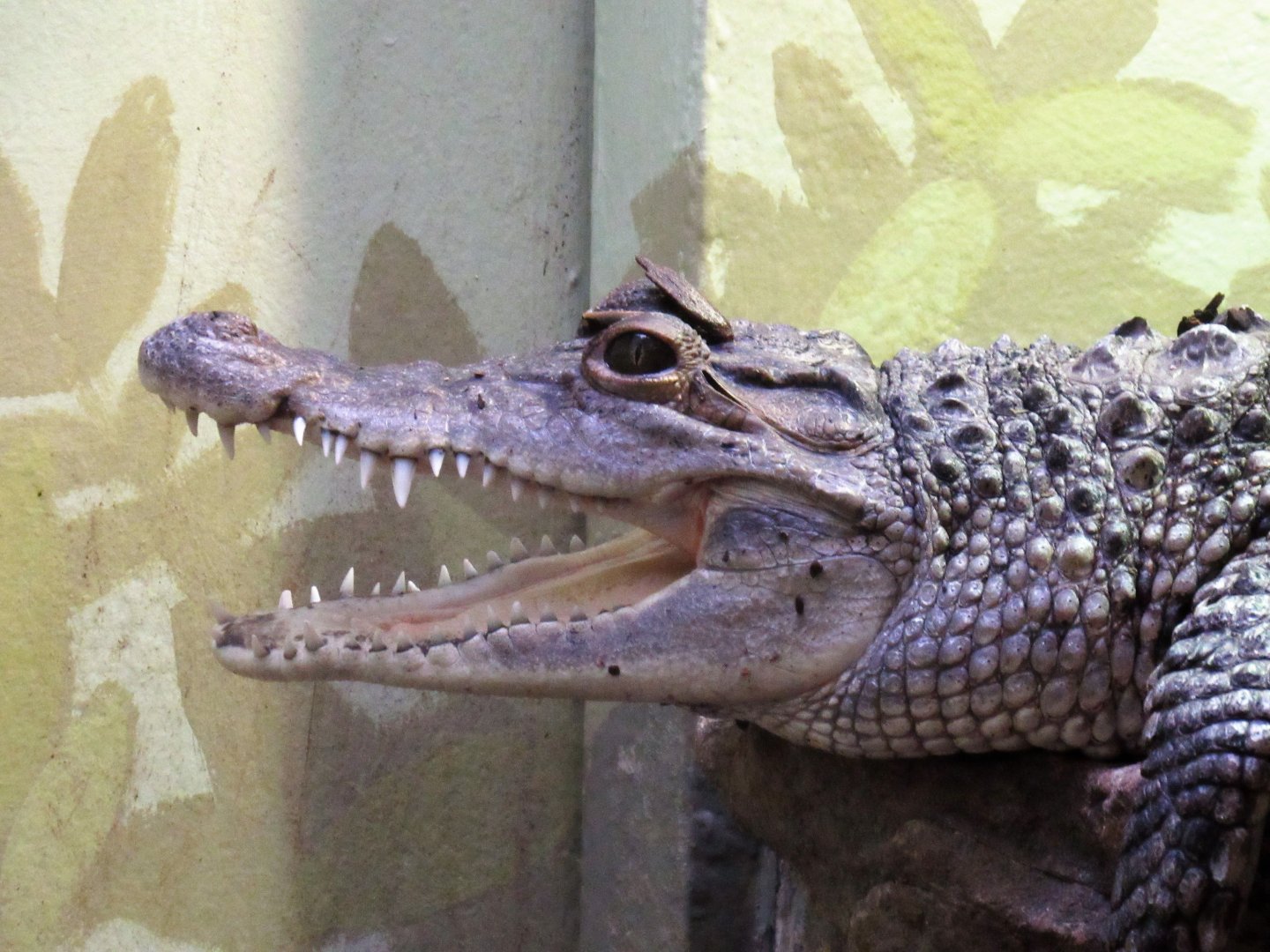 Mindy, Philippine Crocodile