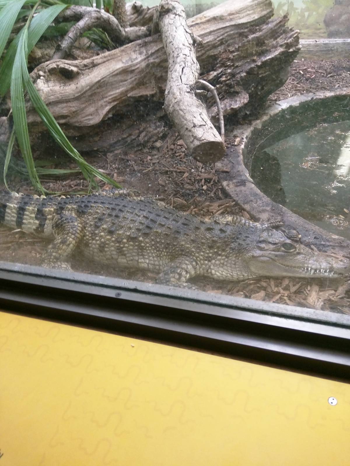 Mindy the Philippine crocodile