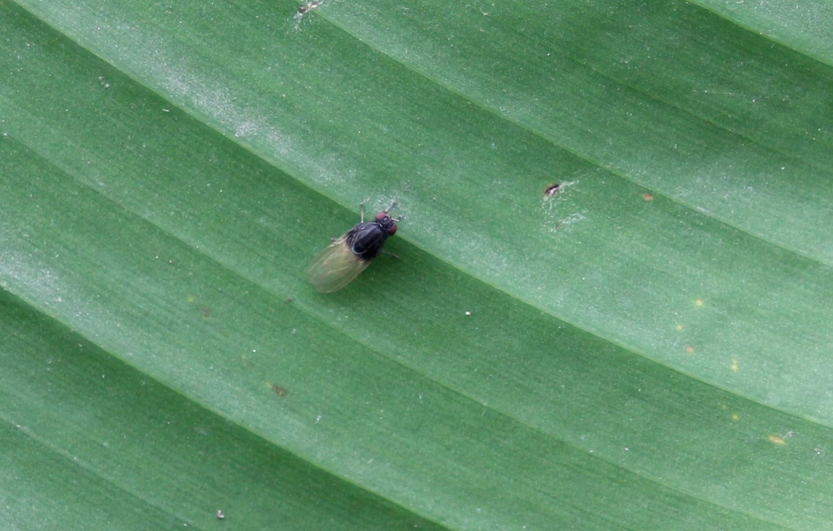 Minettia longipennis