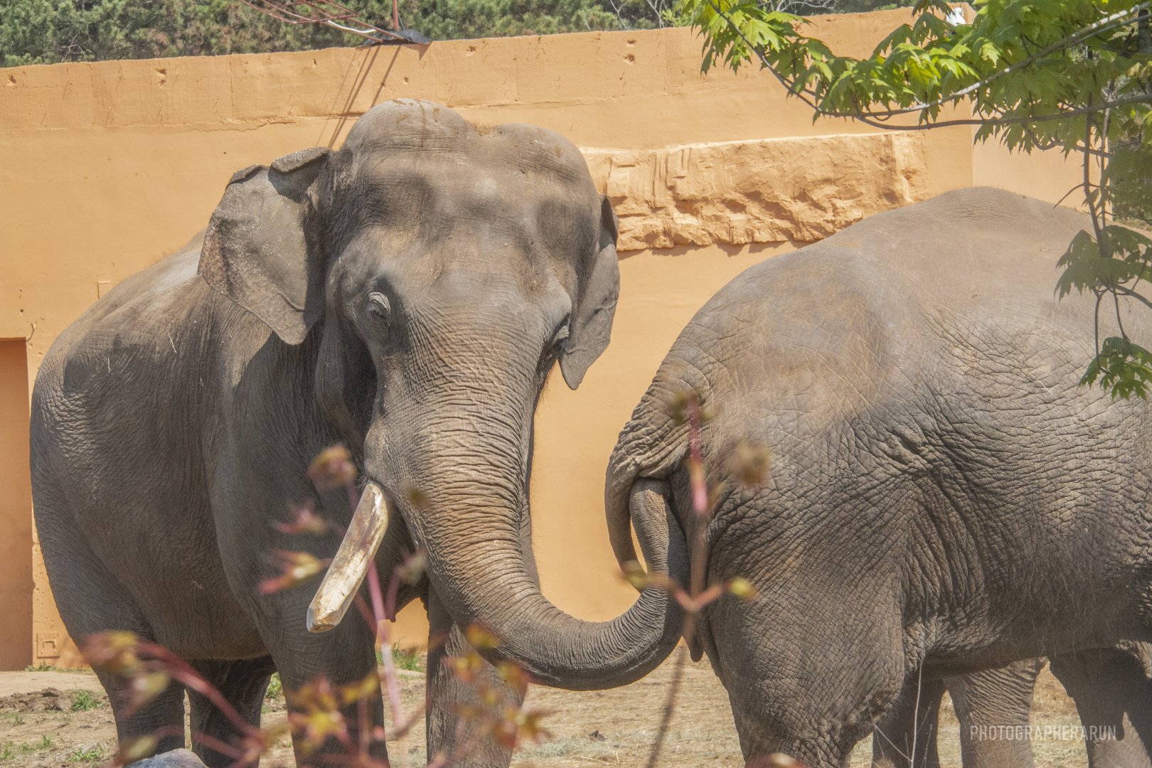 Ming & Hua-Asian Elephant Couple