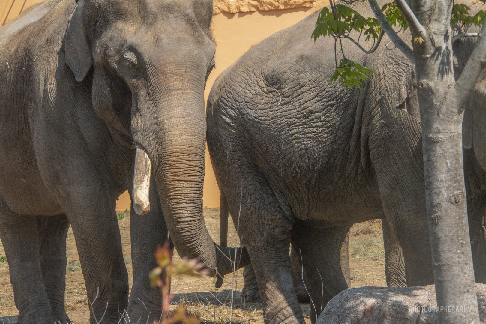 Ming & Hua-Asian Elephant Couple