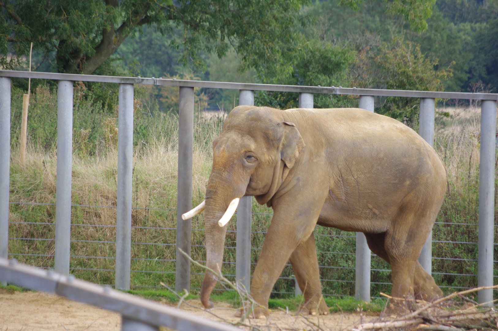 Ming Jung- Asian elephant bull- 21/9/2024