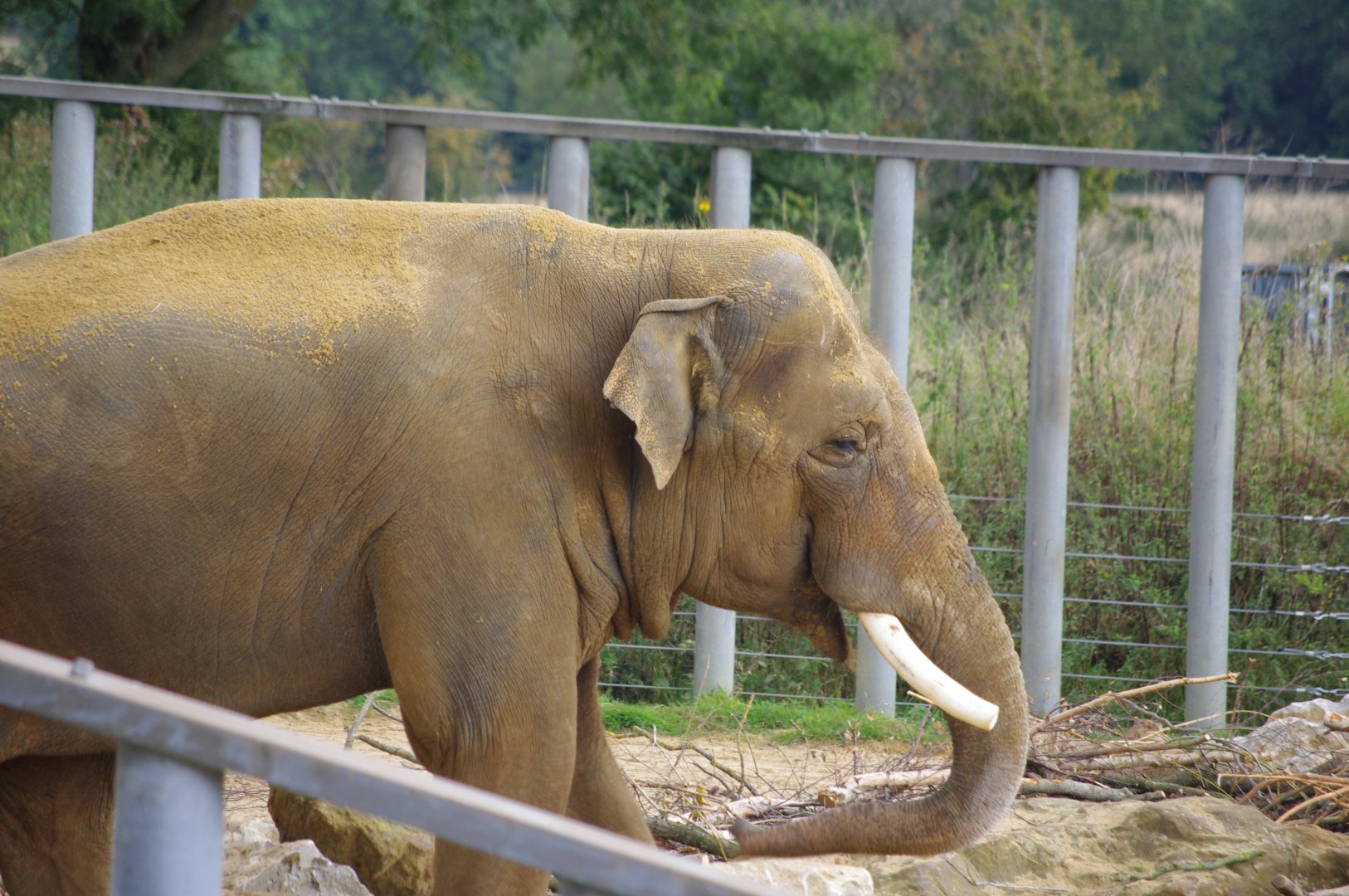 Ming Jung- Asian elephant bull- 21/9/2024