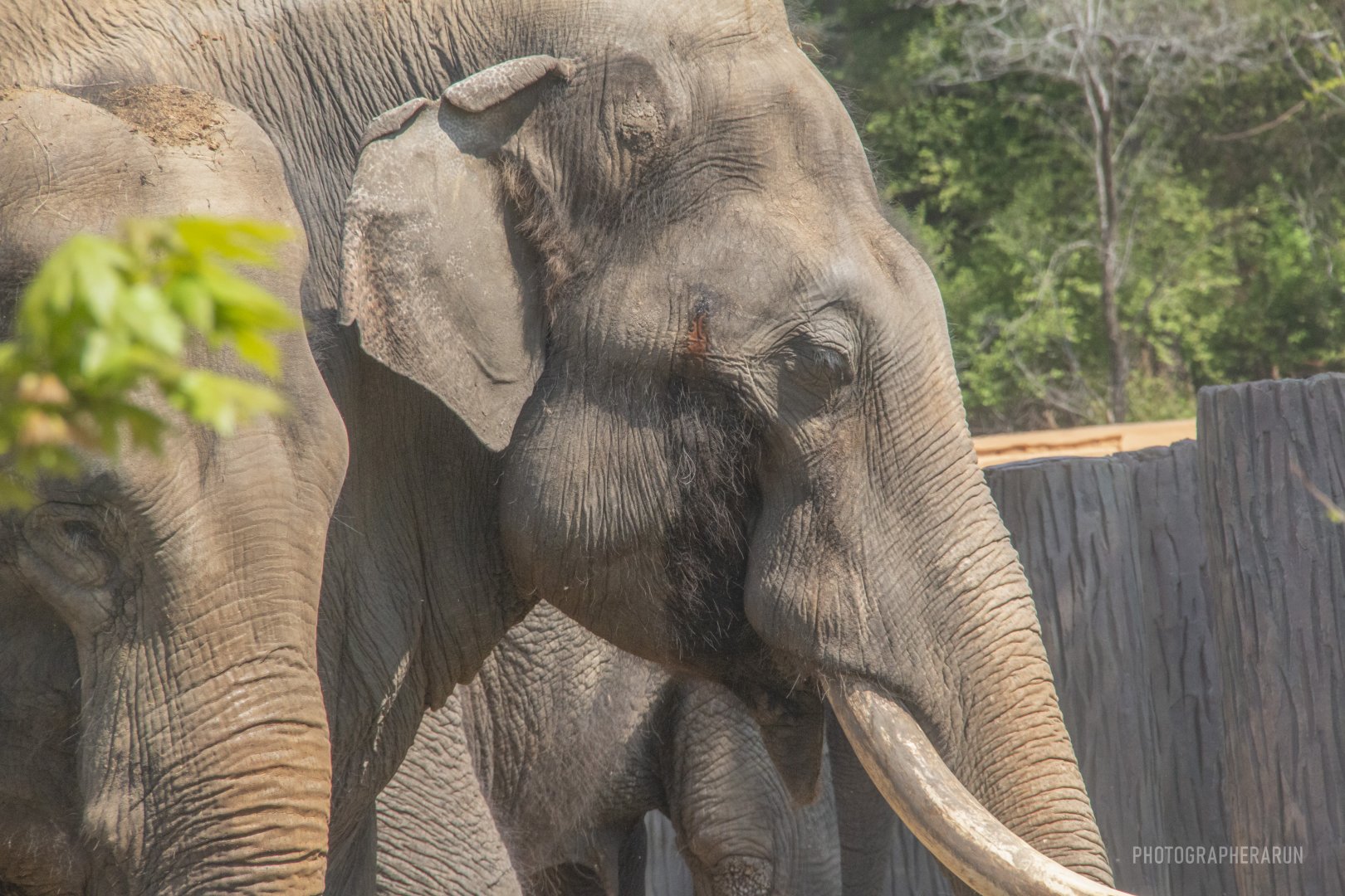 Ming-Male Asian elephants