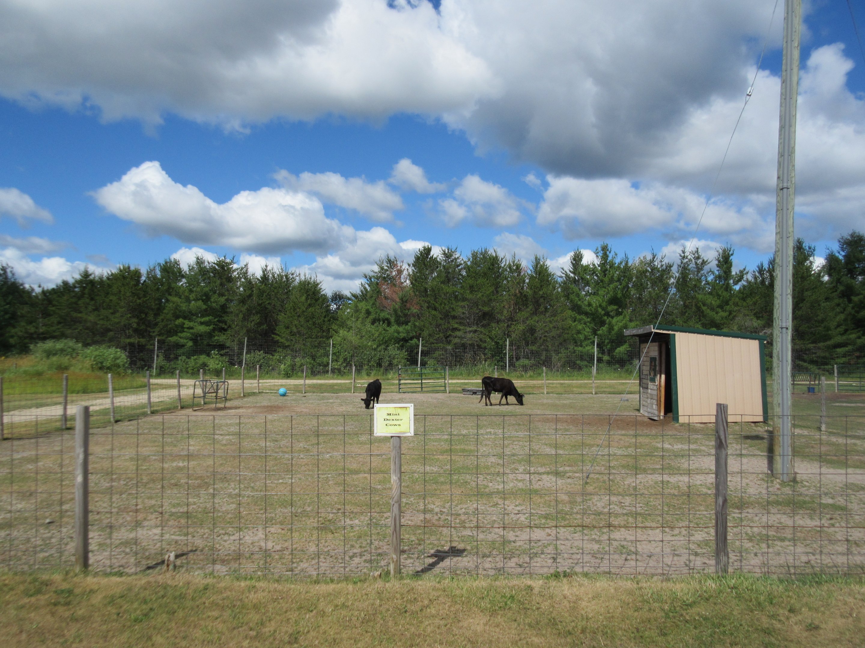 Mini Dexter Cow Exhibit