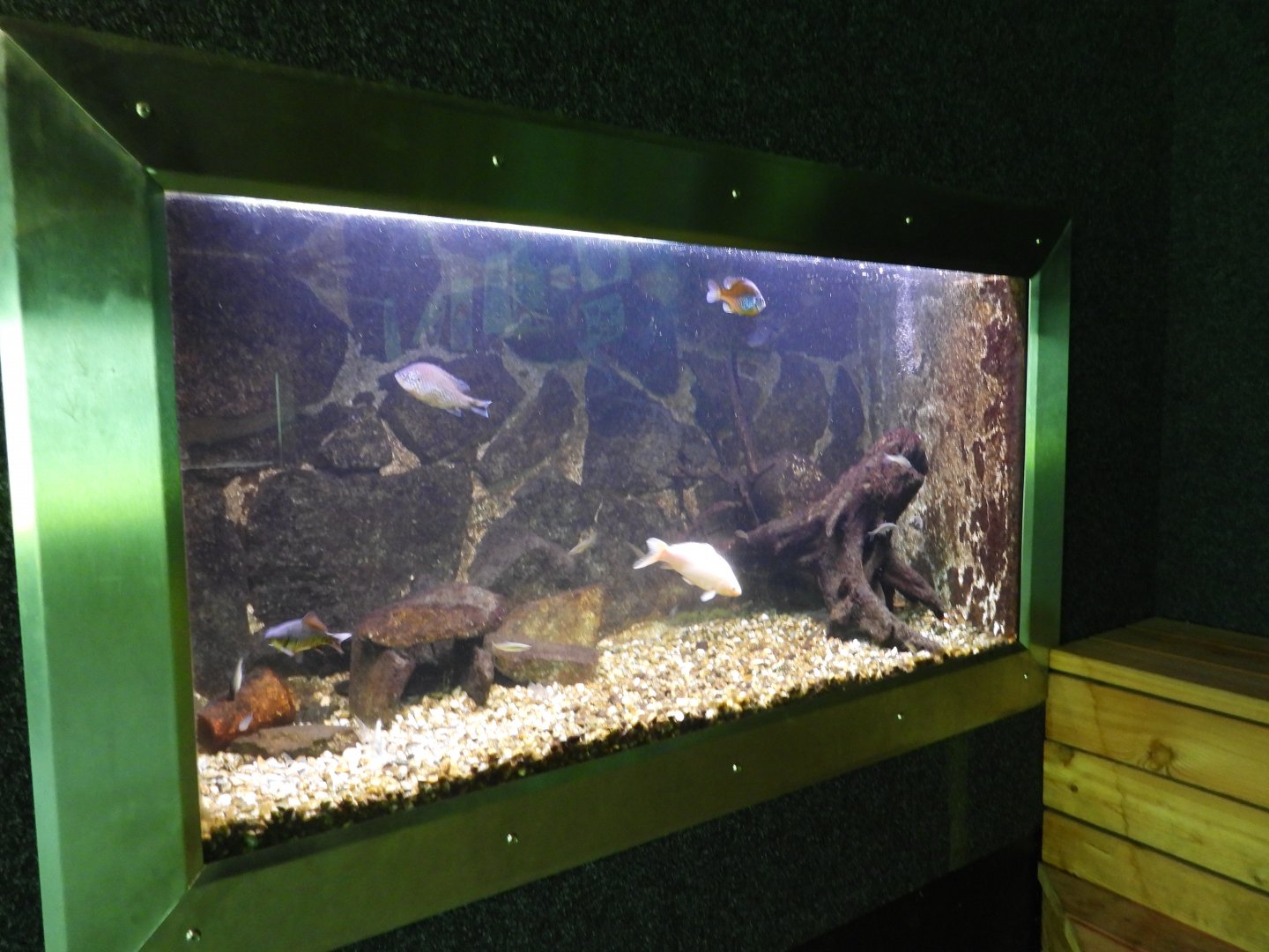 Mini Donau Engelhartszell - Tank for alien species