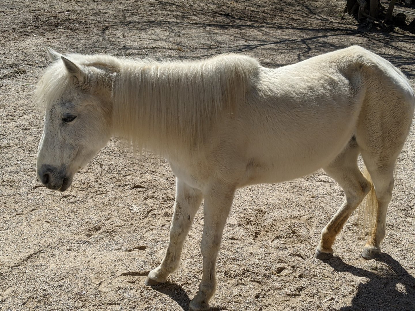 Mini Horse