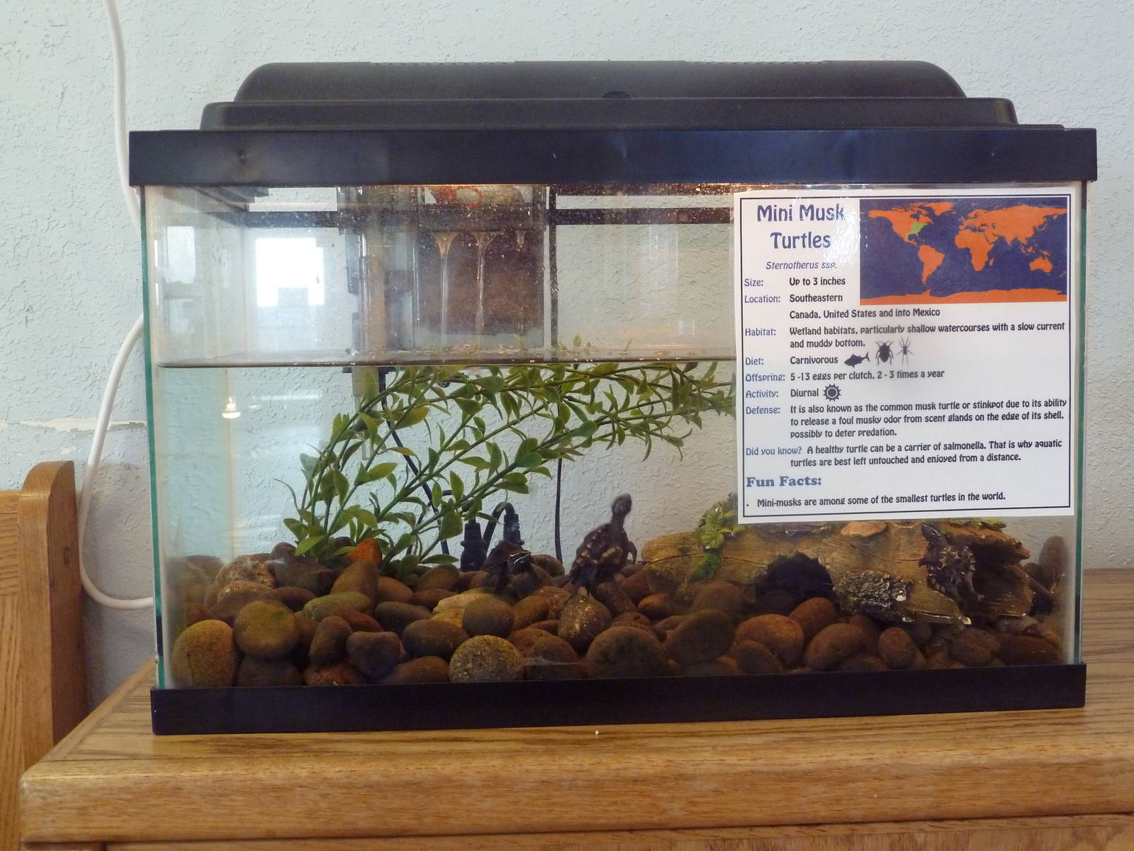 Mini Musk Turtle Exhibit