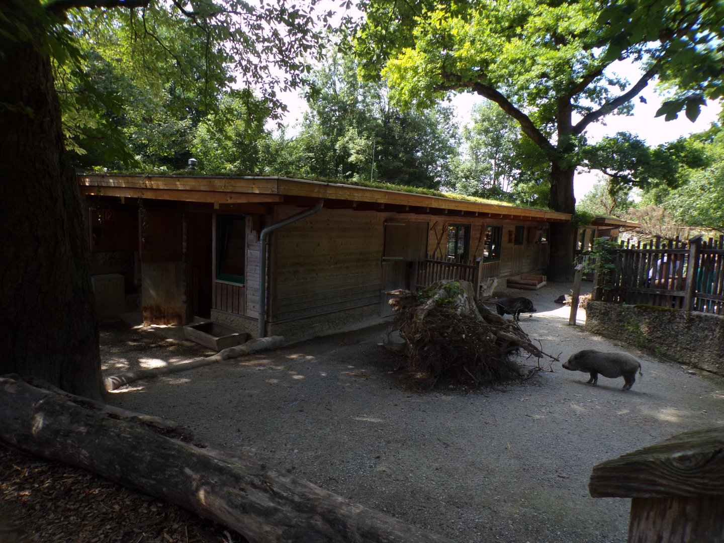 Mini pig enclosure 13.7.25