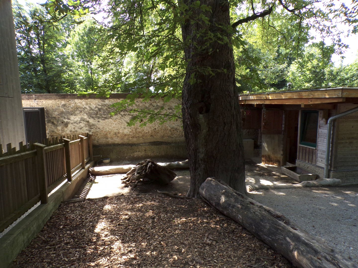 Mini pig enclosure 13.7.25