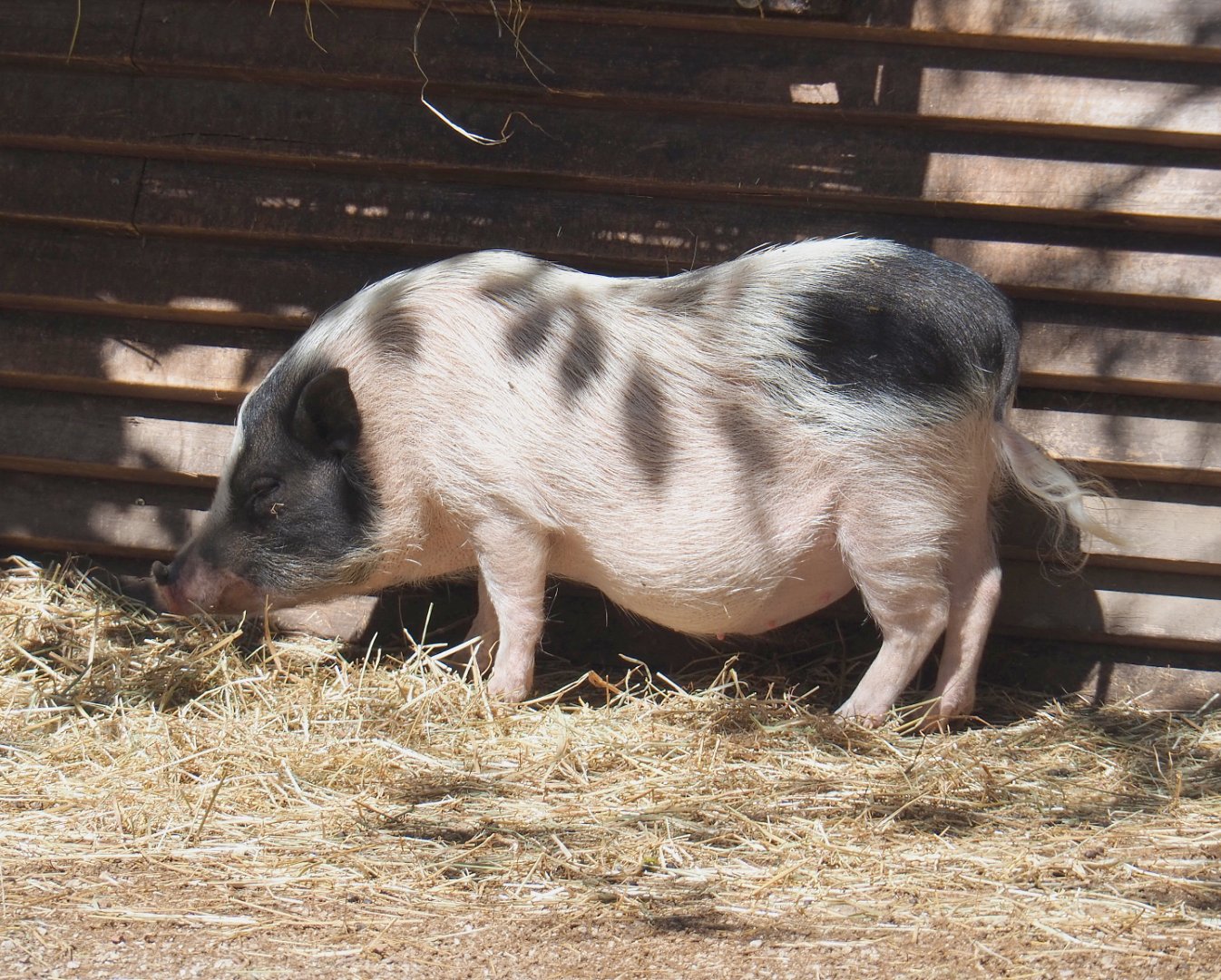 Mini pig (Sus domesticus), 2022-06-28