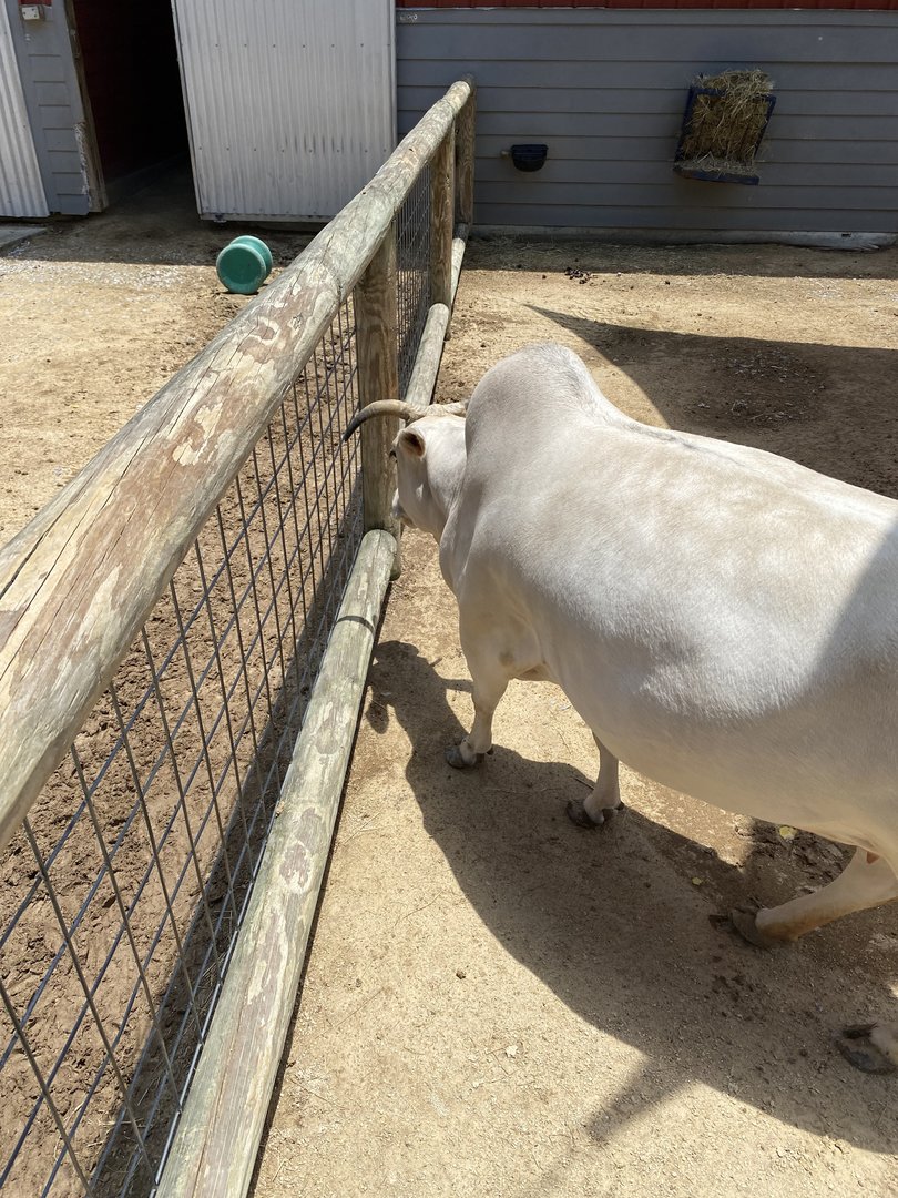 Mini Zebu Cattle - 6/22/2023