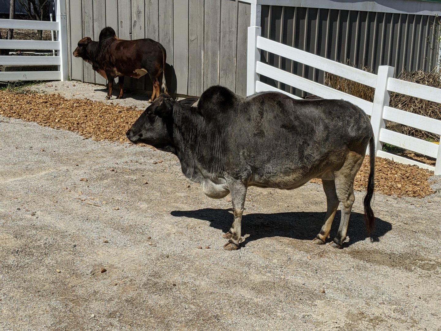 Mini Zebu