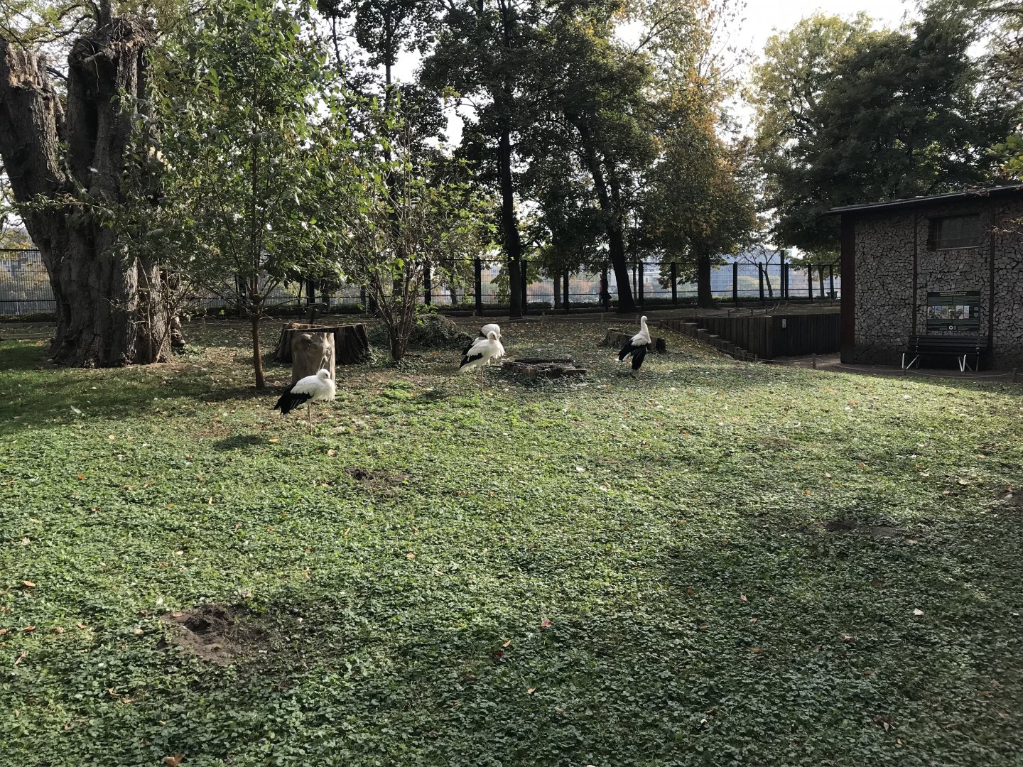 Mini Zoo, Margaret's Island - European white storks 181018