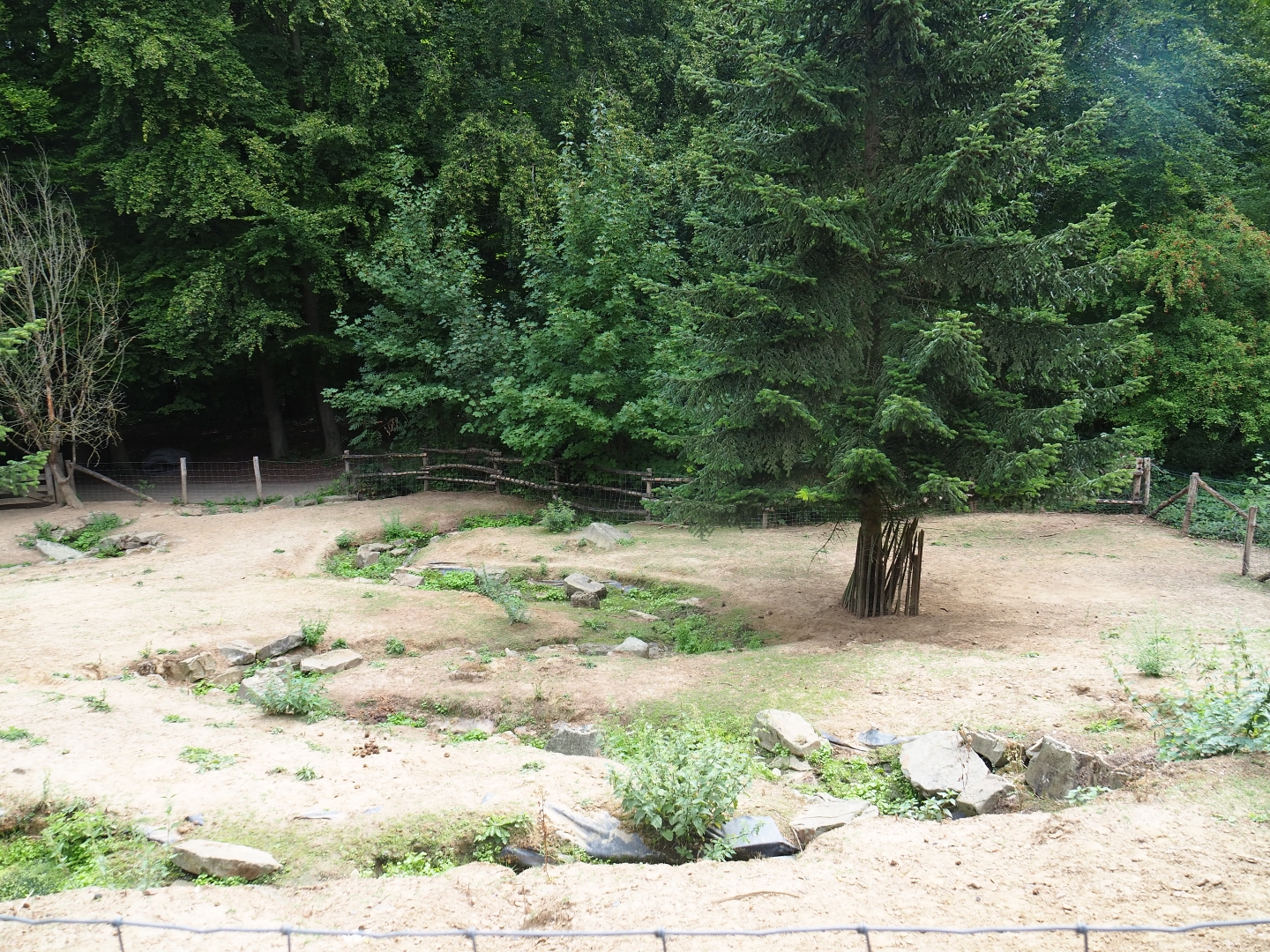 Miniature donkey and pony paddock (Aug 28th, 2018)