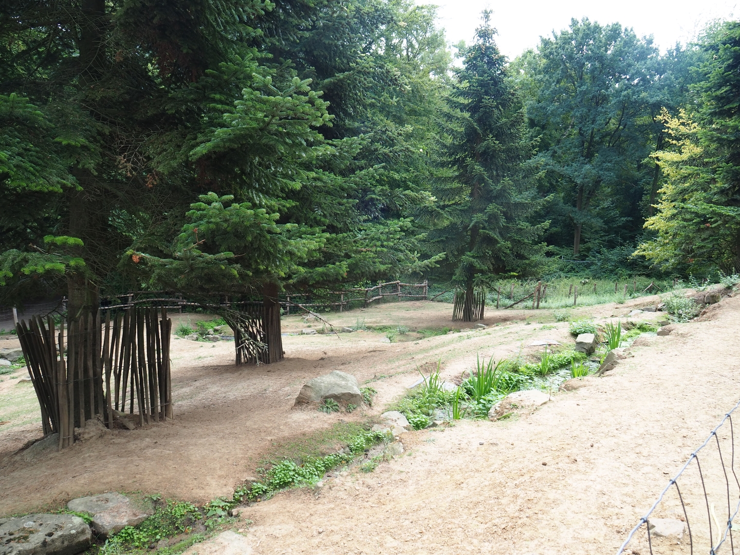 Miniature donkey and pony paddock (Aug 28th, 2018)