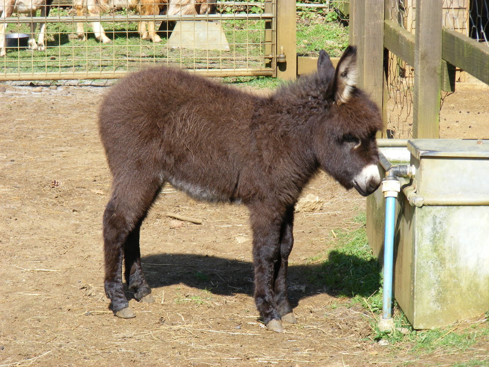 Miniature donkey at Cotswold Wildlife Park, 3 May 2010