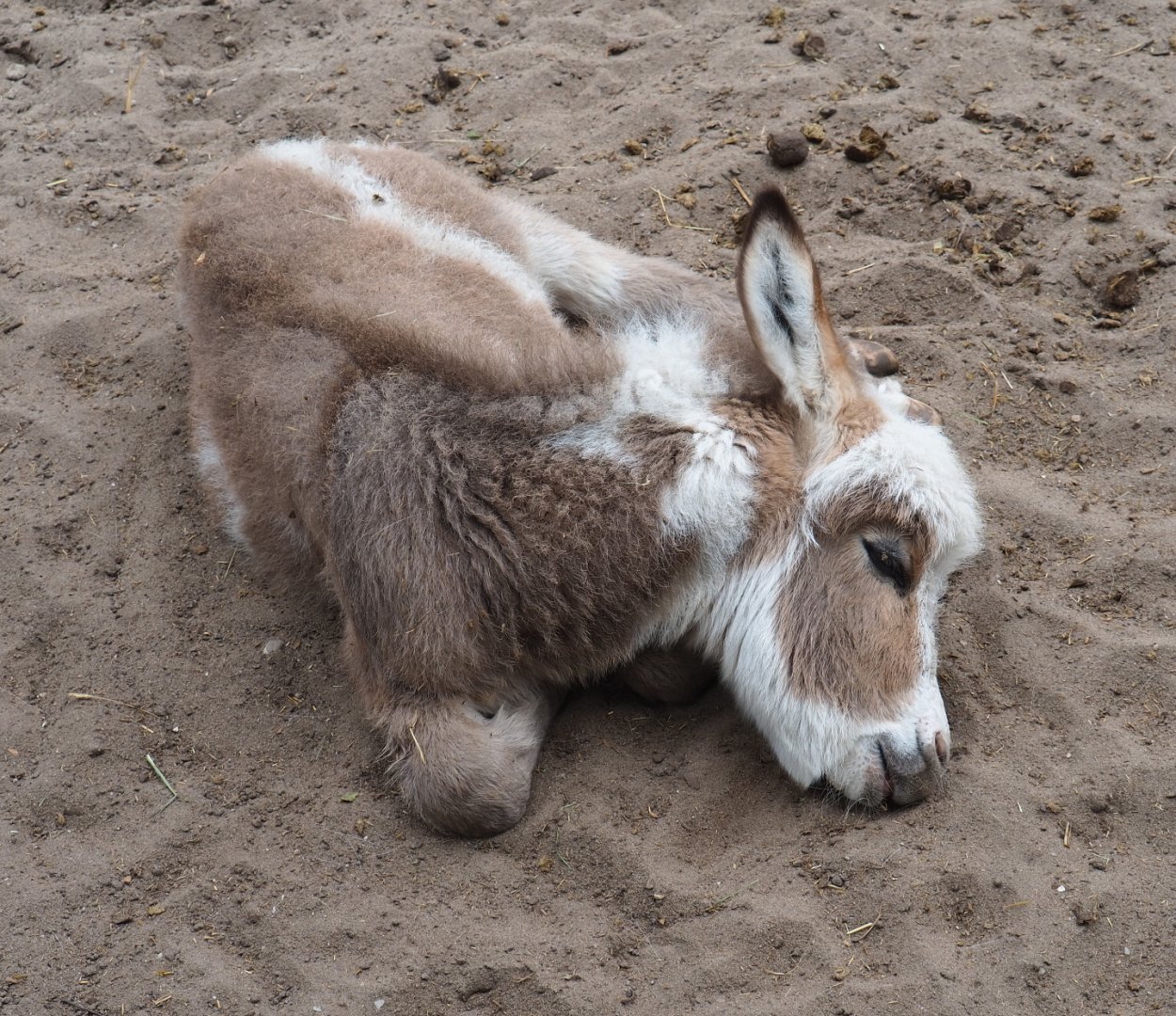 Miniature donkey (Equus africanus asinus), 2019-05-25
