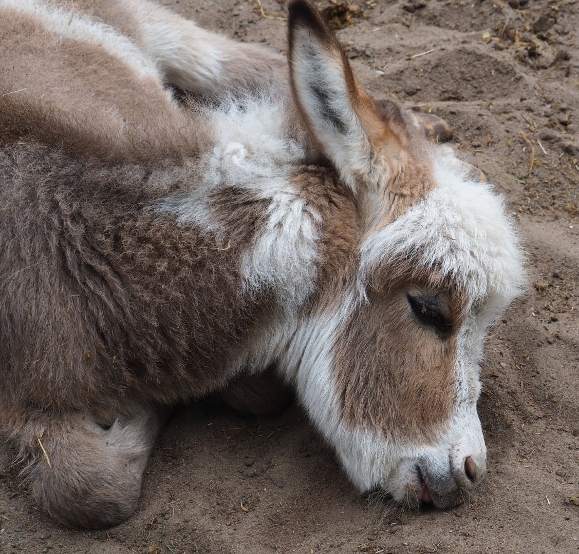 Miniature donkey (Equus africanus asinus), 2019-05-25