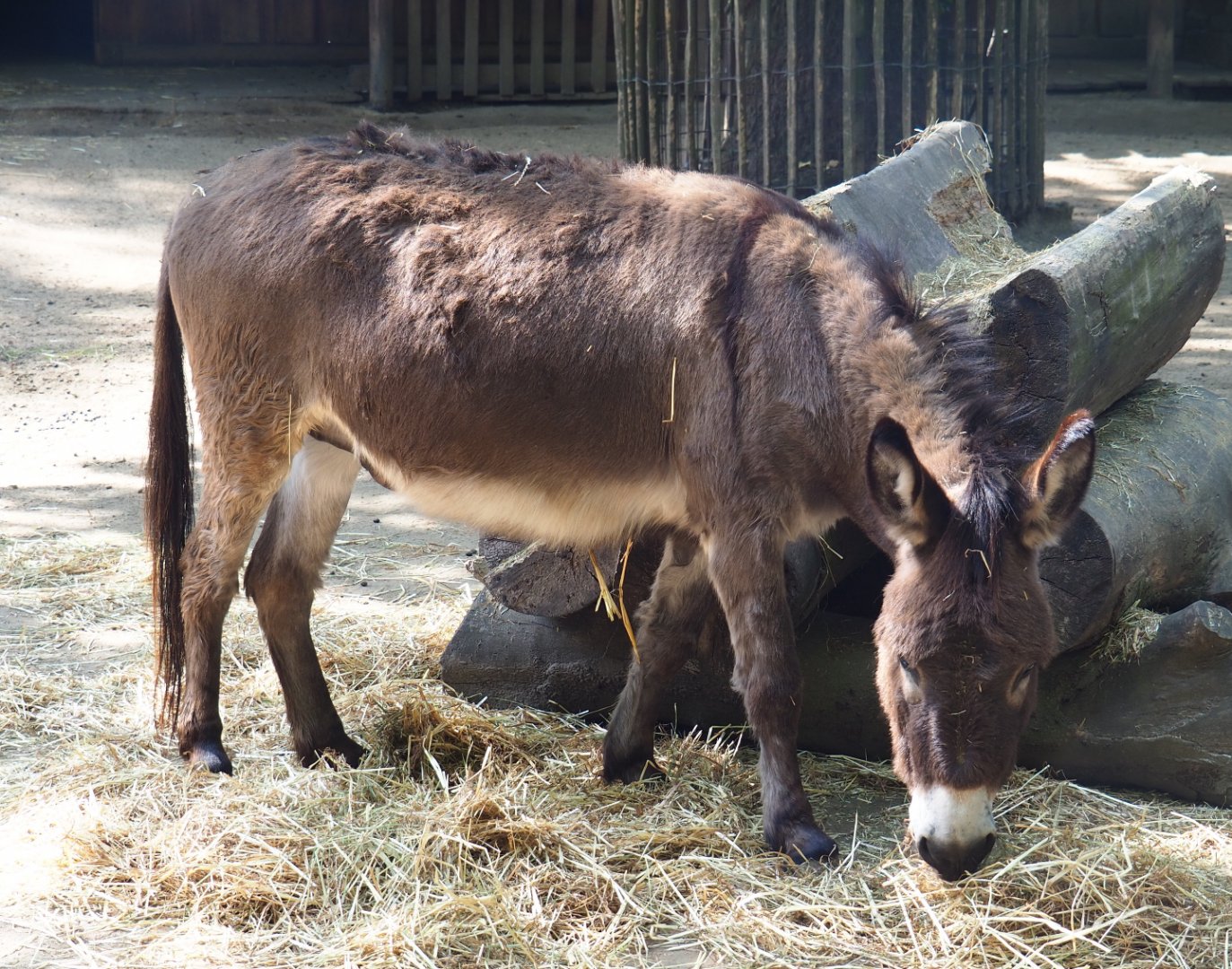 Miniature donkey (Equus africanus asinus), 2020-06-12