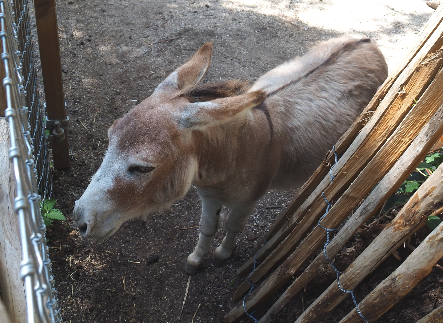 Miniature donkey (Equus africanus asinus), 2022-06-28