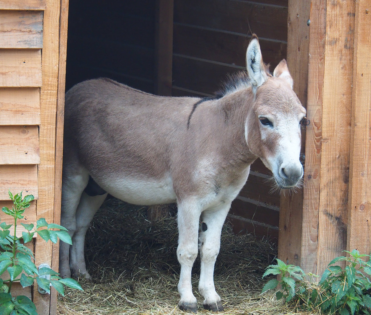 Miniature donkey (Equus africanus asinus), 2022-09-14