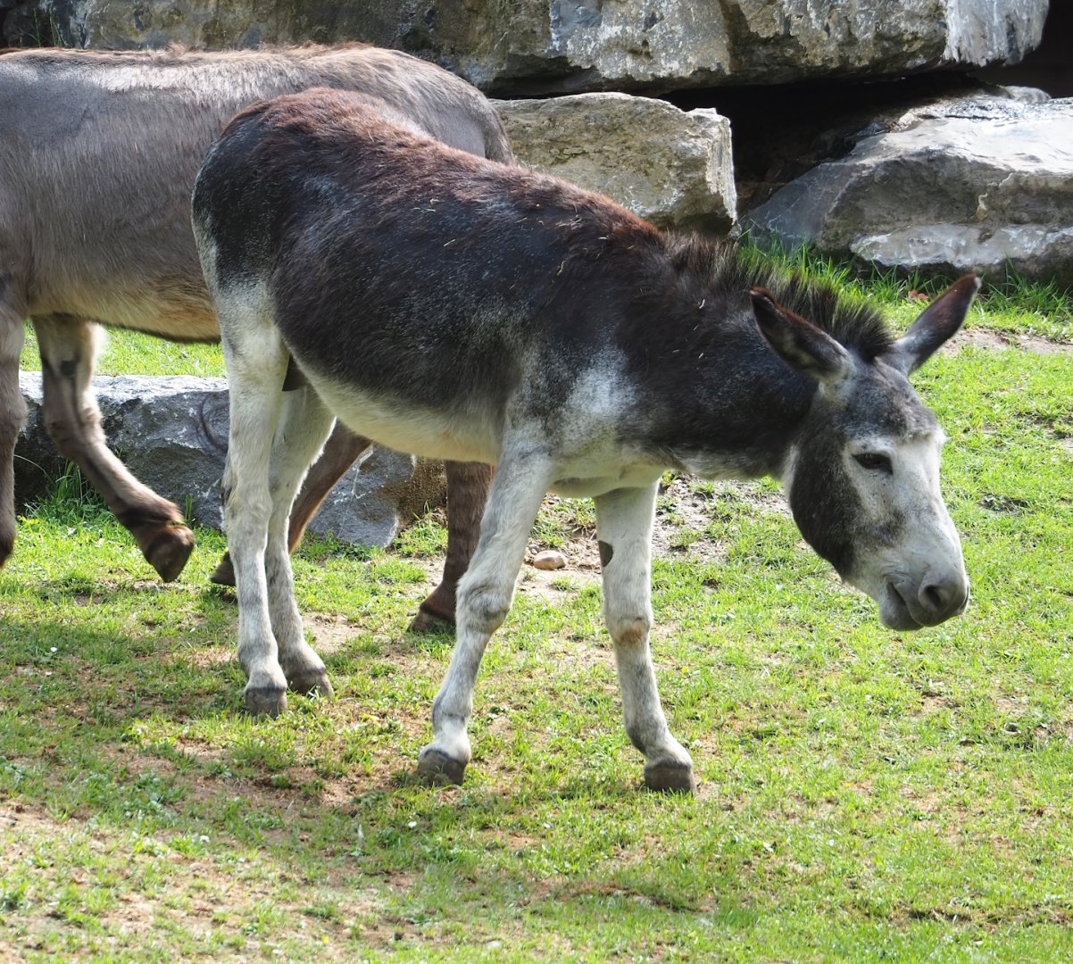Miniature donkey (Equus africanus asinus), 2023-07-18
