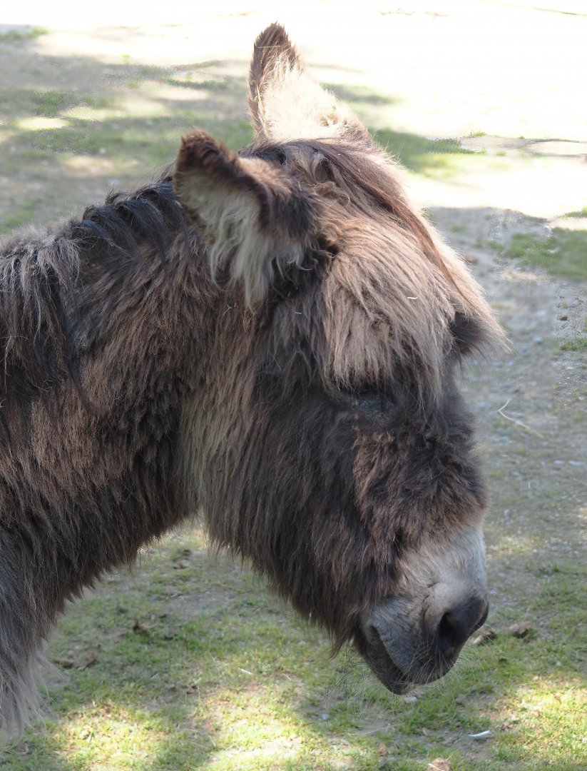 Miniature donkey (Equus africanus asinus), 2024-06-08