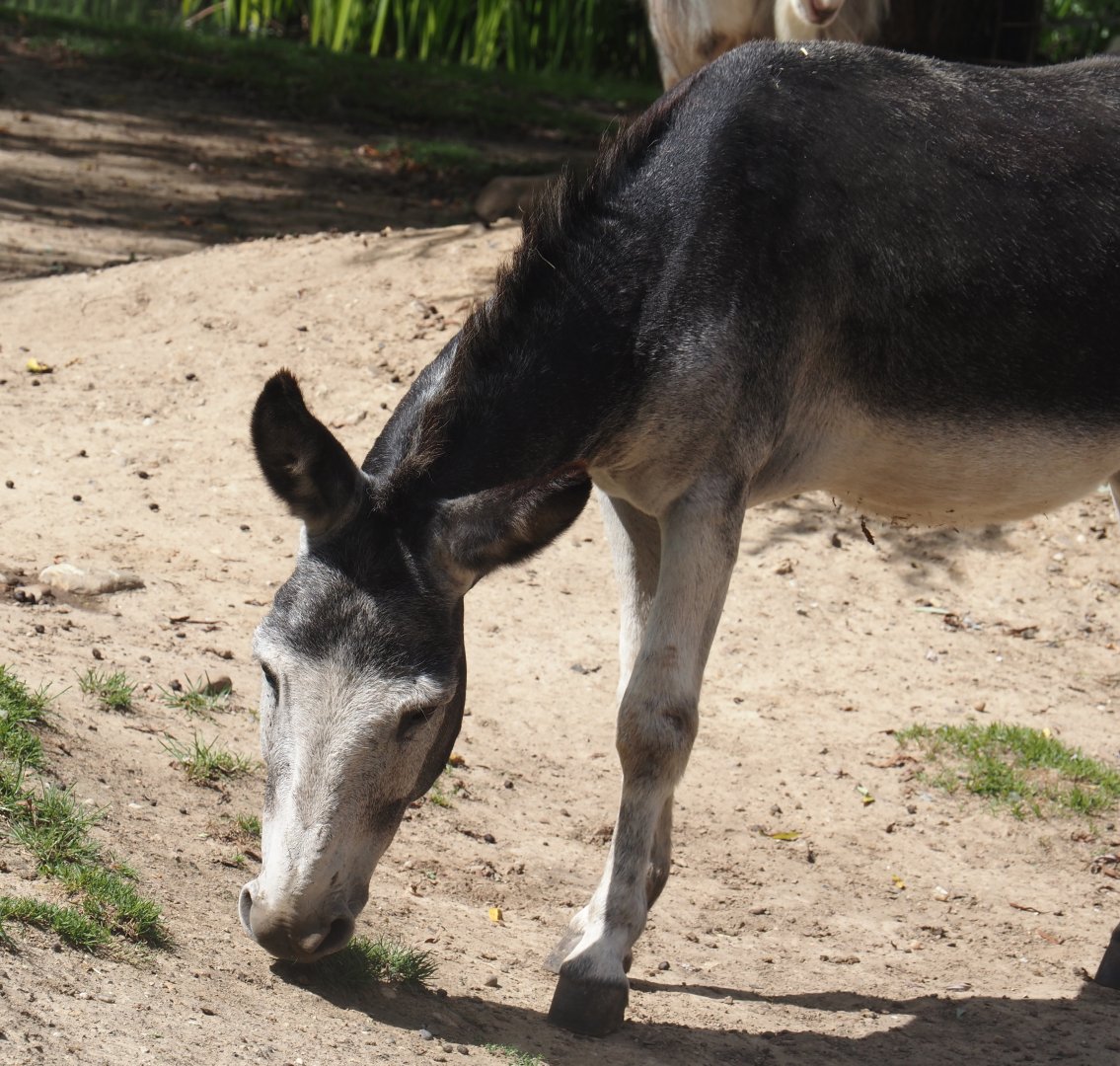 Miniature donkey  (Equus africanus asinus), 2024-08-21