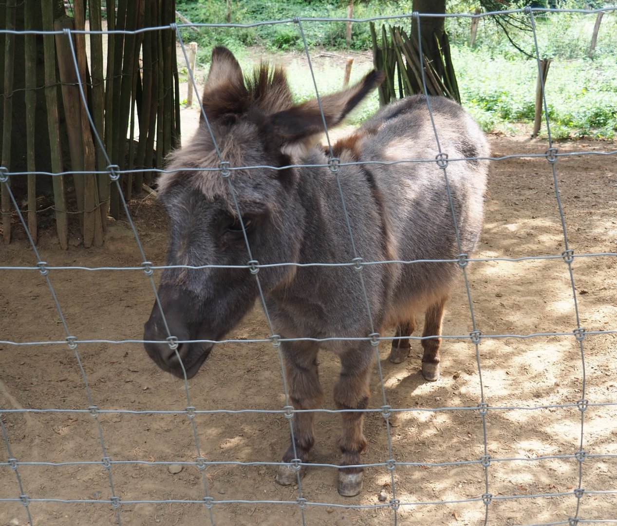 Miniature donkey (Equus africanus asinus), Aug 28th, 2018