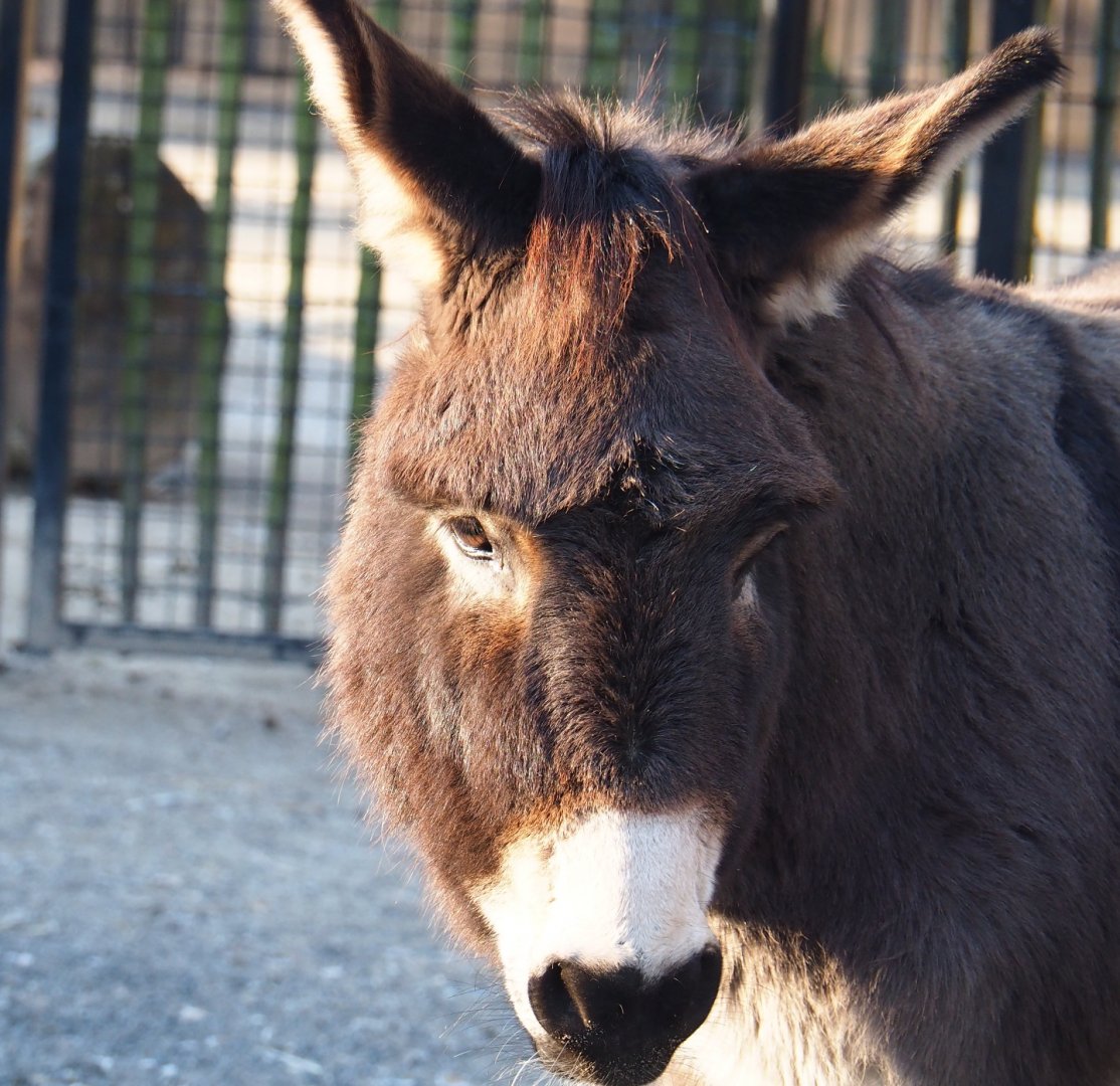 Miniature donkey (Equus africanus asinus), Jan 20th, 2019
