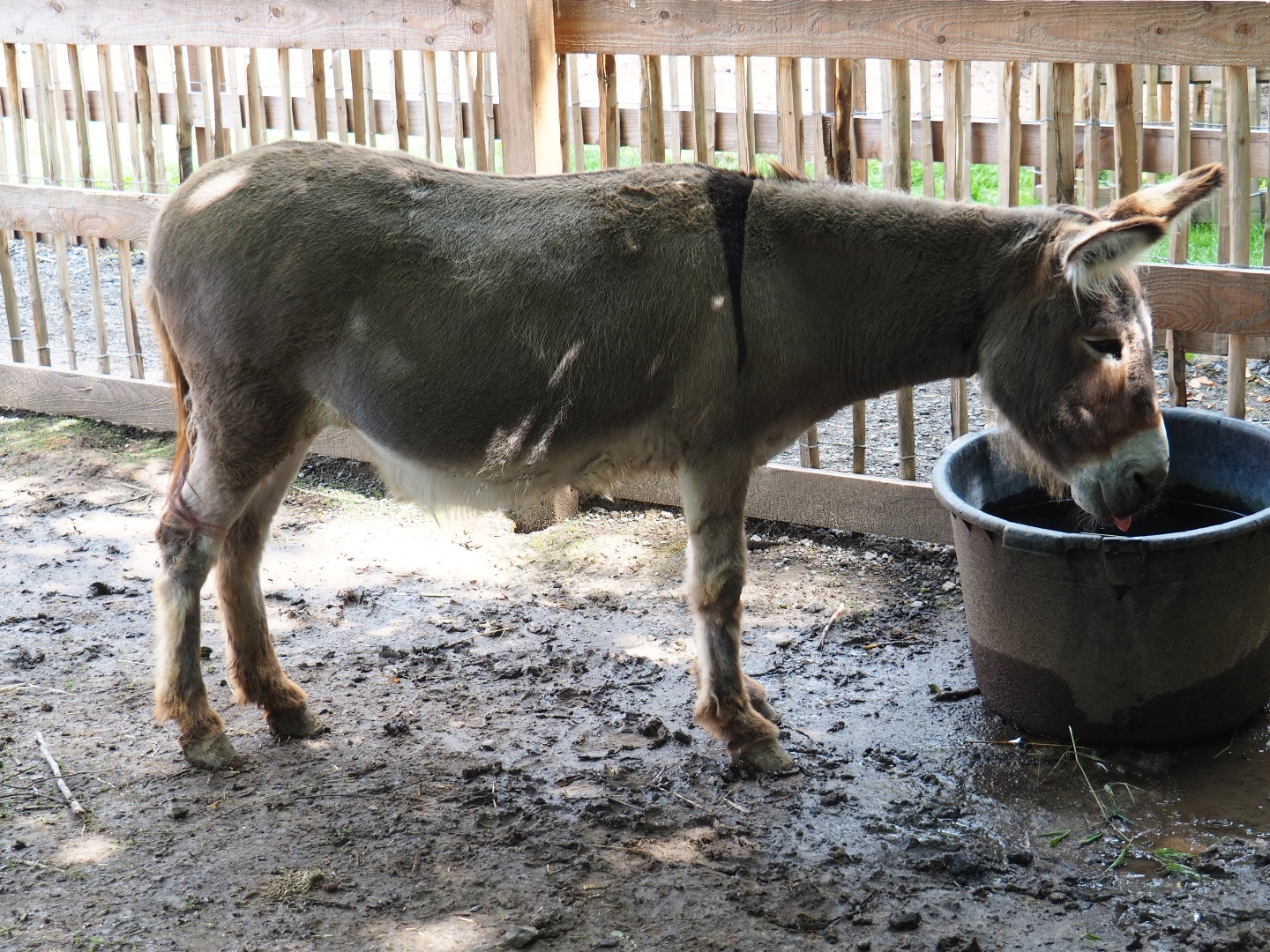 Miniature donkey (Equus africanus asinus)