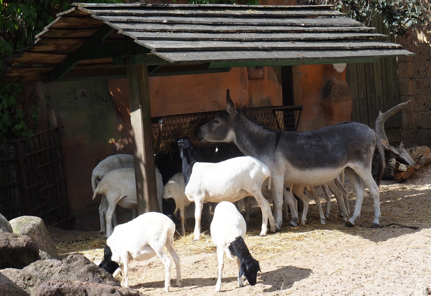 Miniature donkey (Equus asinus) and Somali sheep (Ovies aries) at feeding stand