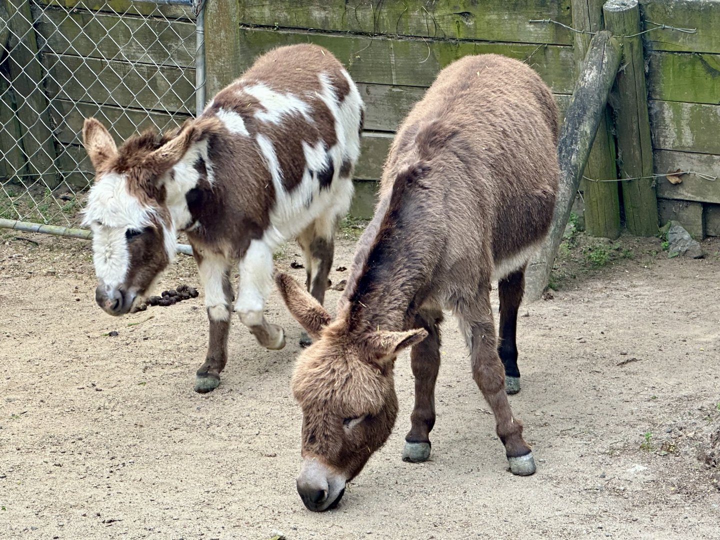 Miniature donkey (Equus asinus domestic miniature)