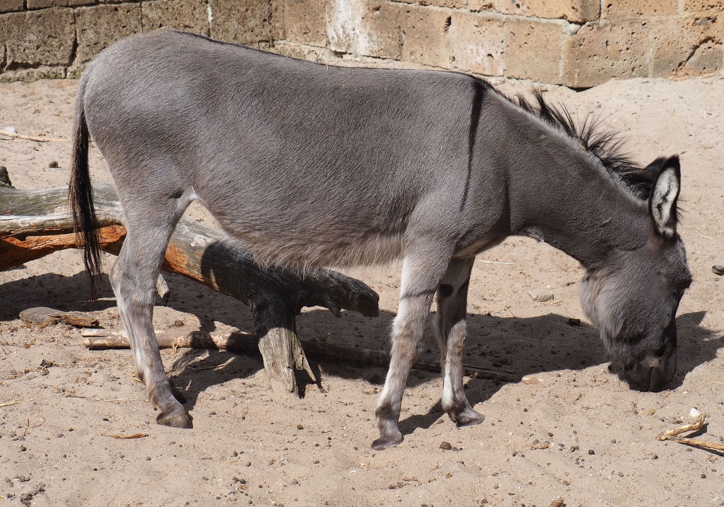 Miniature donkey (Equus asinus)