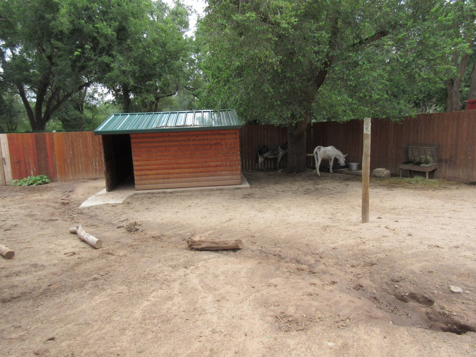 Miniature Donkey Exhibit