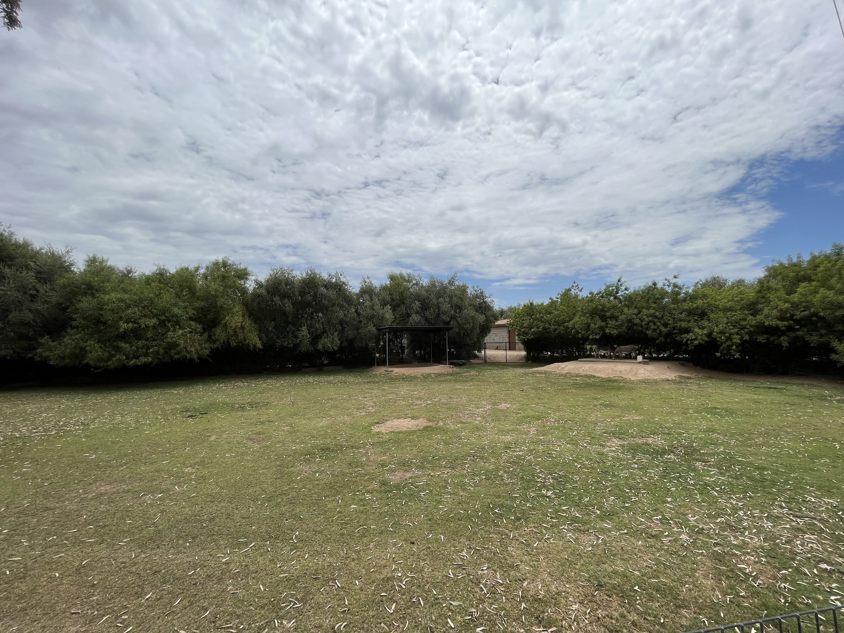 Miniature Donkey Exhibit