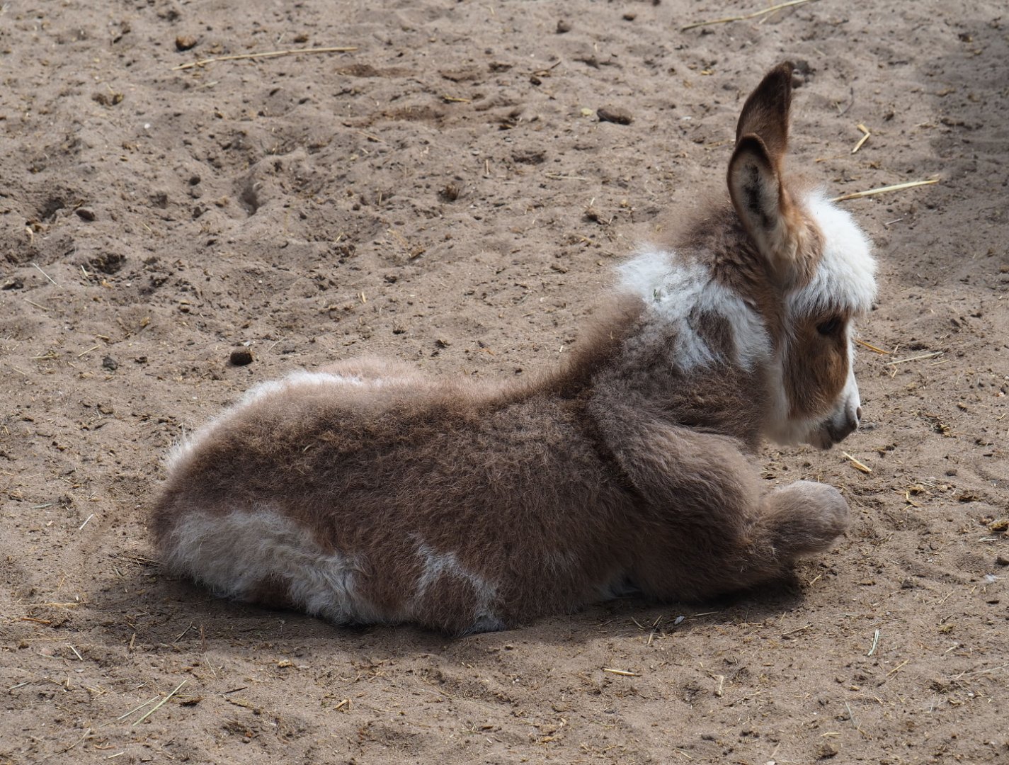 Miniature donkey foal (Equus africanus asinus), 2019-05-25