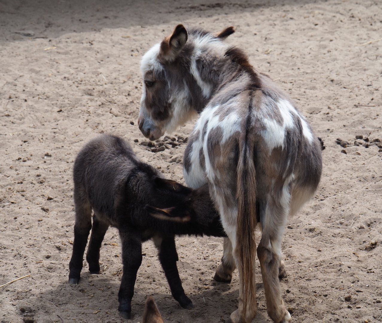 Miniature donkey mother and foal (Equus africanus asinus), 2019-05-25