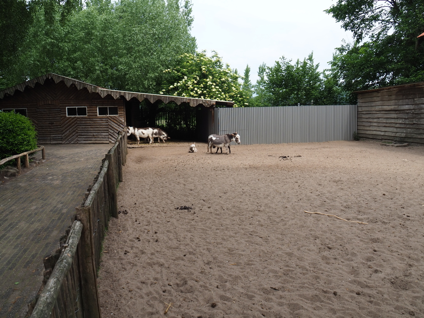 Miniature donkey paddock, 2019-05-25