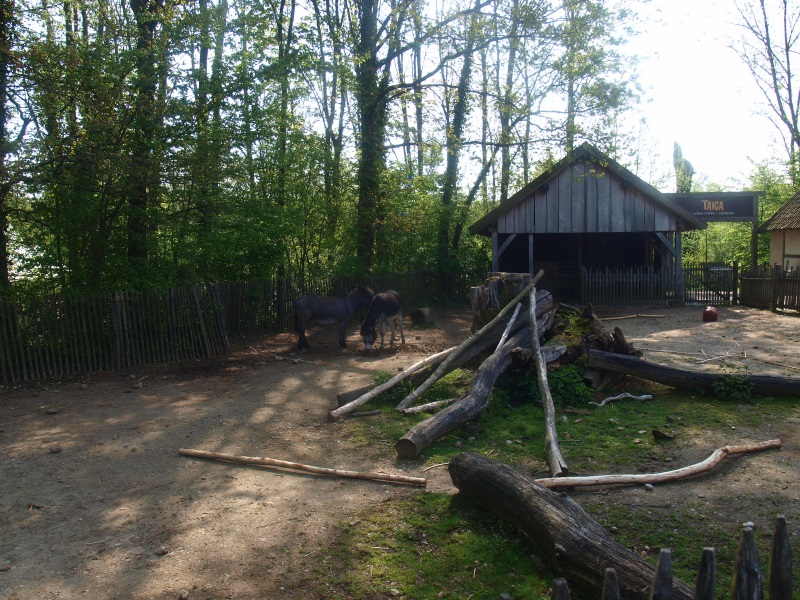Miniature donkey paddock (May 2nd, 2015)
